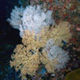 Pescador corals