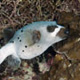 Masked pufferfish, Tongo Point, Moalboal