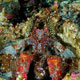 Spearchucker mantis shrimp