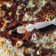 Imperial shrimp on sea cucumber