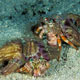 Pair of decorator crabs