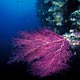 Bright pink corals