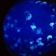 Jellyfish: tank display
