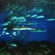 Blacktip sharks, jacks and yellow fin tuna