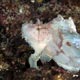 White leaffish - Zanzibar