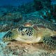 Turtle on reef - Mnemba atoll