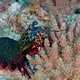 Mantis shrimp - Mnemba atoll