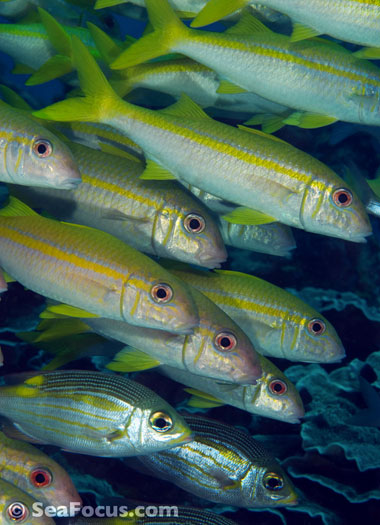 Yellowfin goatfish - Mnemba atoll