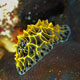 Halgerda species nudibranch - Mnemba Atoll
