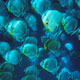 Schooling batfish - Mnemba atoll