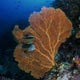 gold fan coral