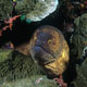 Moray eel and hingebeak shrimp