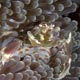 Porcelain crab, Fairytale Reef