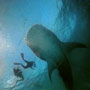 whale shark and manta ray