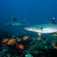 whitetip sharks