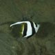 Juvenile bannerfish