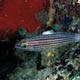 Allens cardinalfish