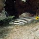 Fivelined cardinalfish