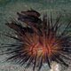 Tubed siphonfish - dark phase
