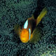 White-bonnet anemonefish