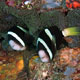 Clarke's anemonefish