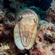 Cuttlefish: Maratua, Indonesia