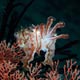 Cuttlefish: Gili Islands, Indonesia