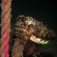 Cuttlefish: Pemba, Mozambique