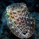 Cuttlefish: Great Barrier Reef, Australia