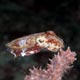 Cuttlefish: Triton Bay, West Papua