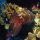 Cuttlefish: Nusa Penida, Indonesia