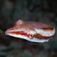 Cuttlefish: Triton Bay West Papua