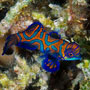 Mandarinfish, Halmahera