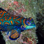 Mandarinfish, Ambon