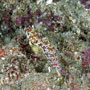 Ocellated dragonet, West Papua