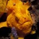 Painted frogfish, Lembeh