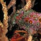 Freckled frogfish, Dumaguete