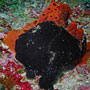 Painted frogfish, black phase, Bali
