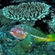 Halfspotted hawkfish, Christmas Island