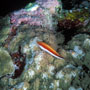 Halfspotted hawkfish, Christmas Island