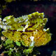 Leaffish, Indonesia