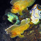 Leaffish pair - Ambon, Indonesia