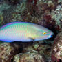 Indian parrotfish