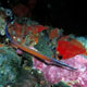 Cleaner pipefish
