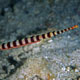 Ringed pipefish with eggs
