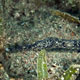 Slender pipefish