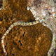 Network pipefish
