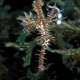 Ornate ghost pipefish, female