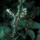 Ornate ghost pipefish: smaller male with female