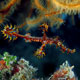 Ornate ghost pipefish: male